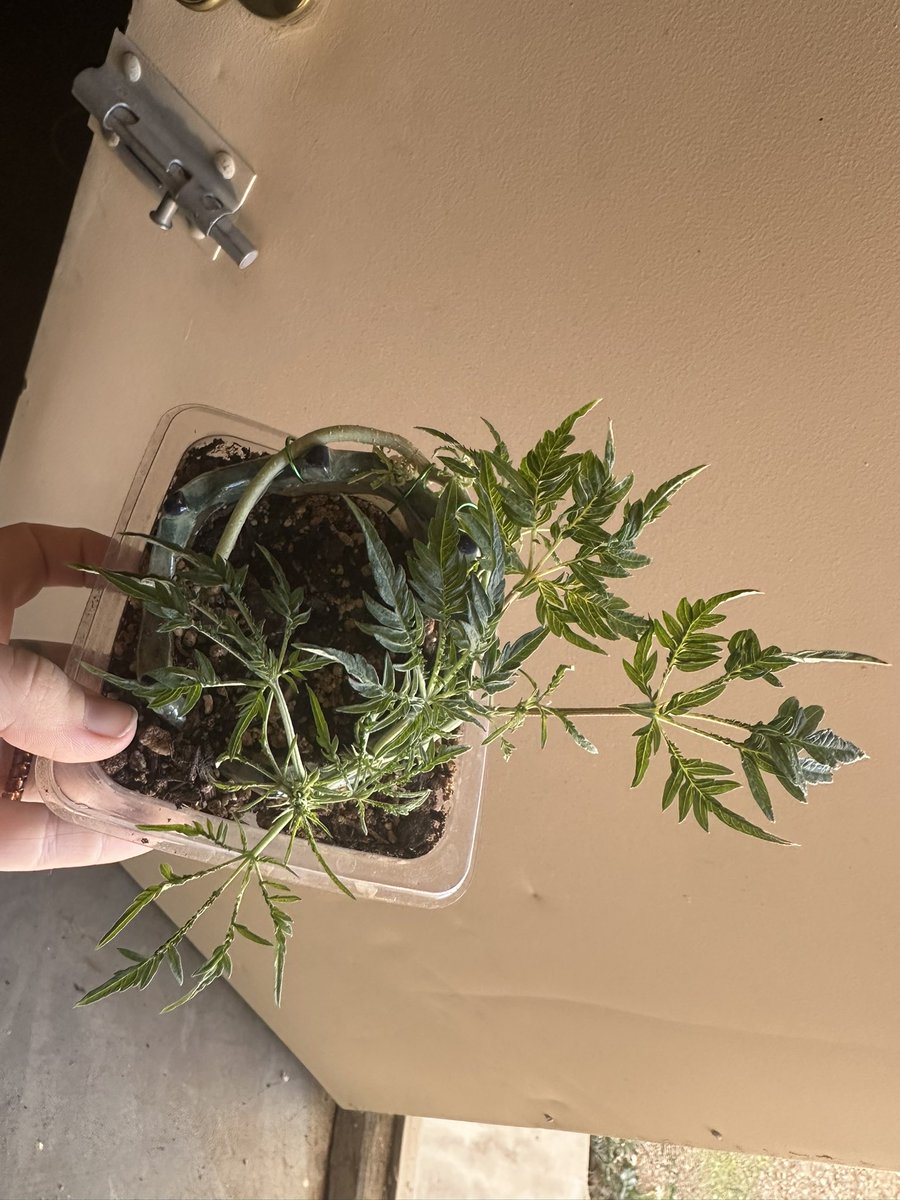 •mᥱᥣ᥆ძᥡ• tweet media