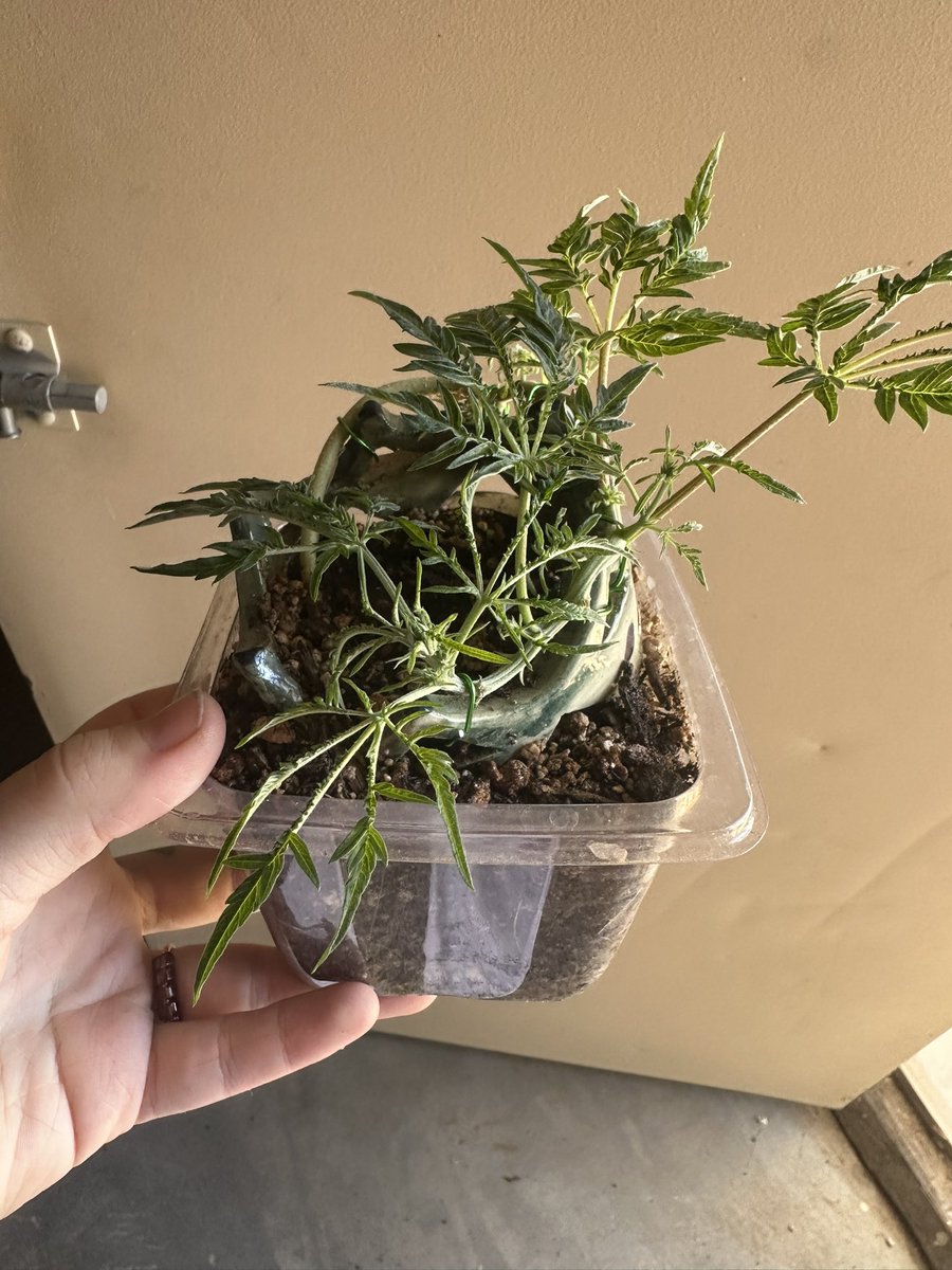 •mᥱᥣ᥆ძᥡ• tweet media