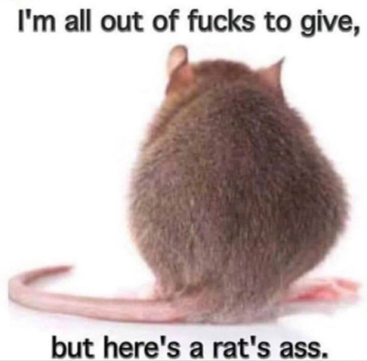 Steve Ingle #слава_Україні 🇺🇦 #NAFO #GTTO tweet media