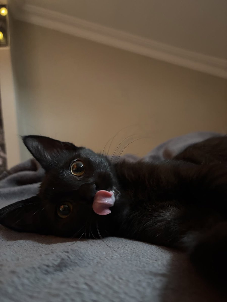 Black cats are not bad luck tweet media