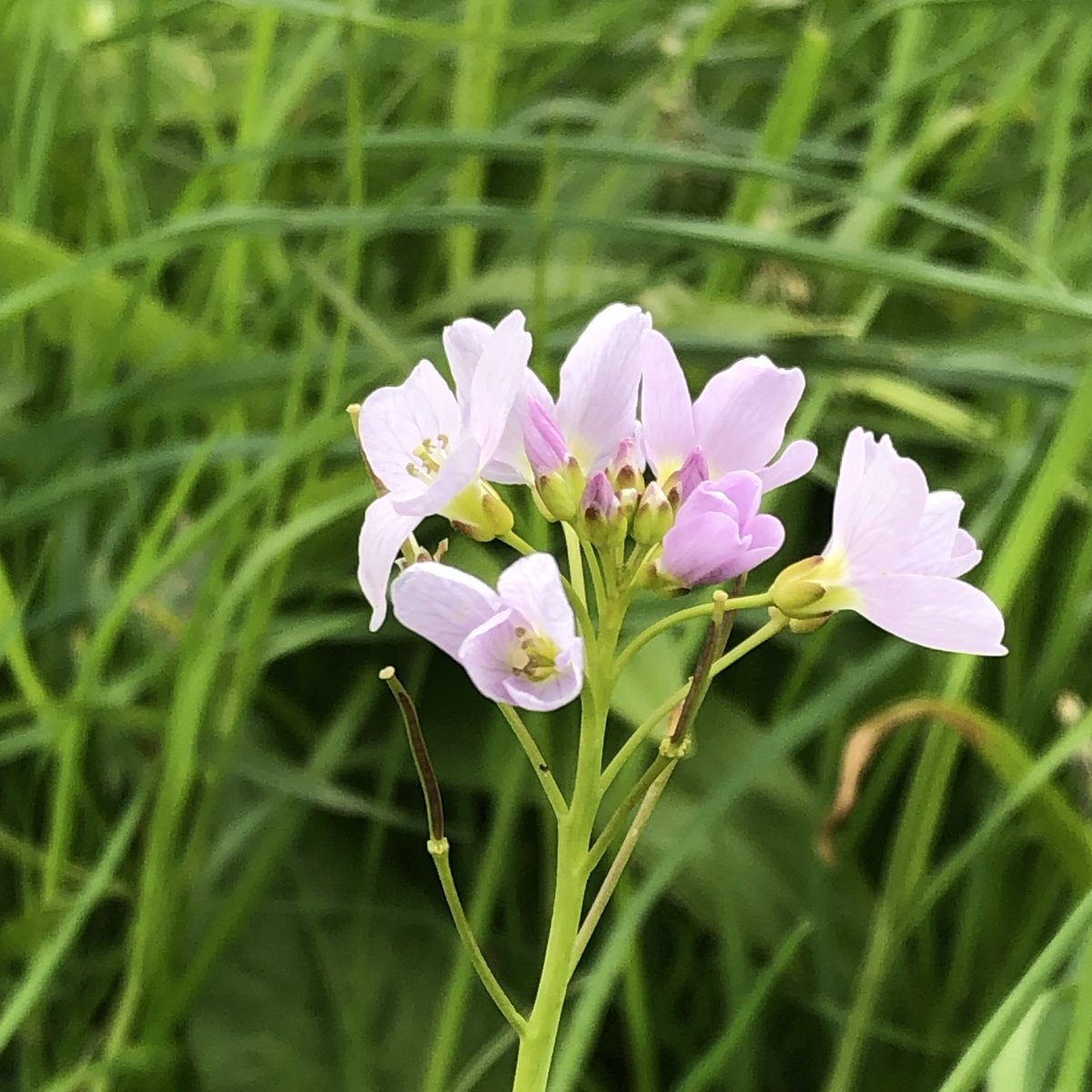 Margaret Gray tweet media