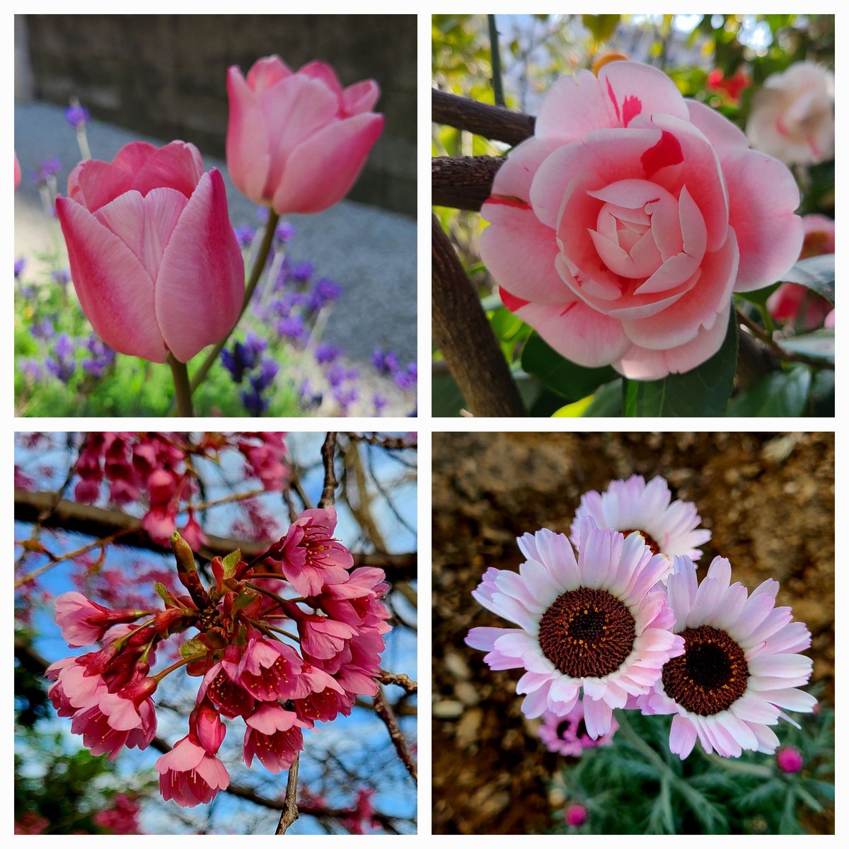 soma☘️ tweet media