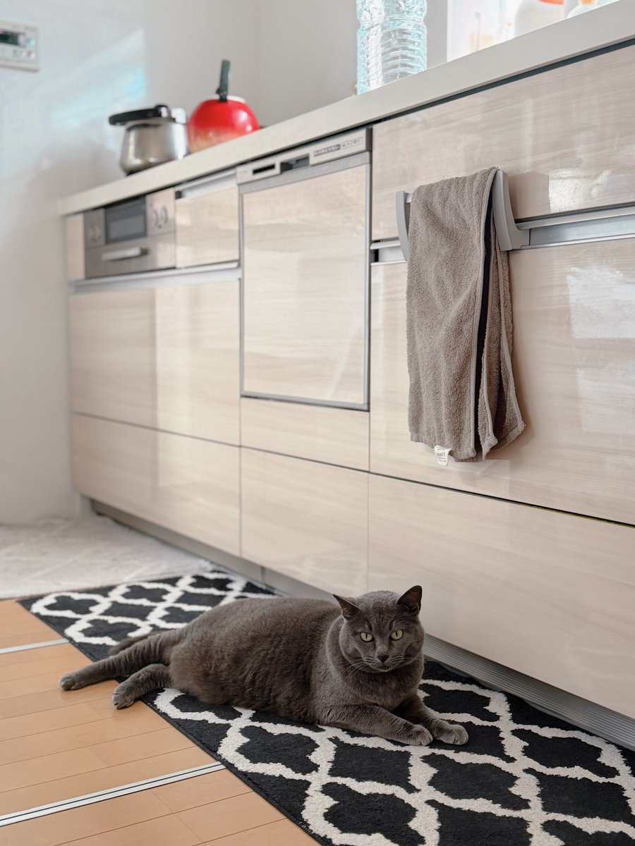 めるきど𓏲𓎨𓁉 tweet media