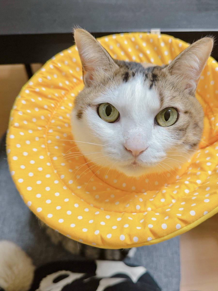 めるきど𓏲𓎨𓁉 tweet media