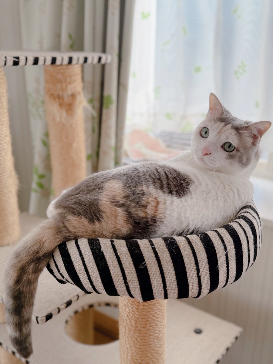 めるきど𓏲𓎨𓁉 tweet media