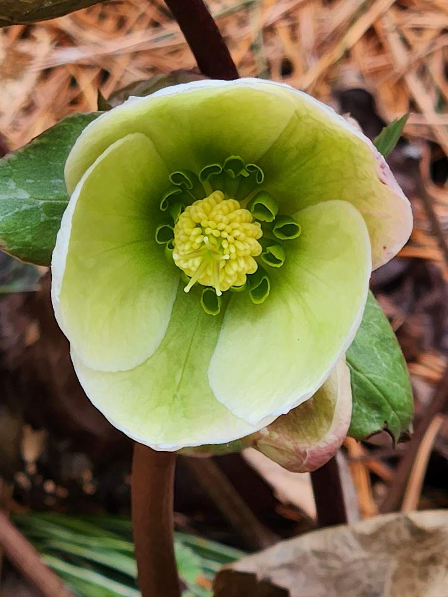 🌱 Shannon Walsh 🦋🦋🦋 tweet media