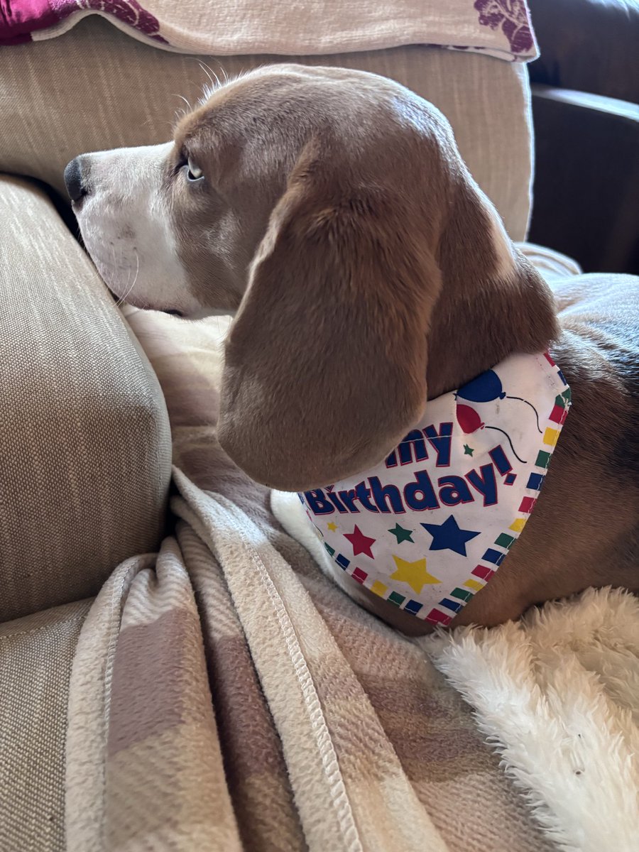 Hugo the Blue Beagle tweet media