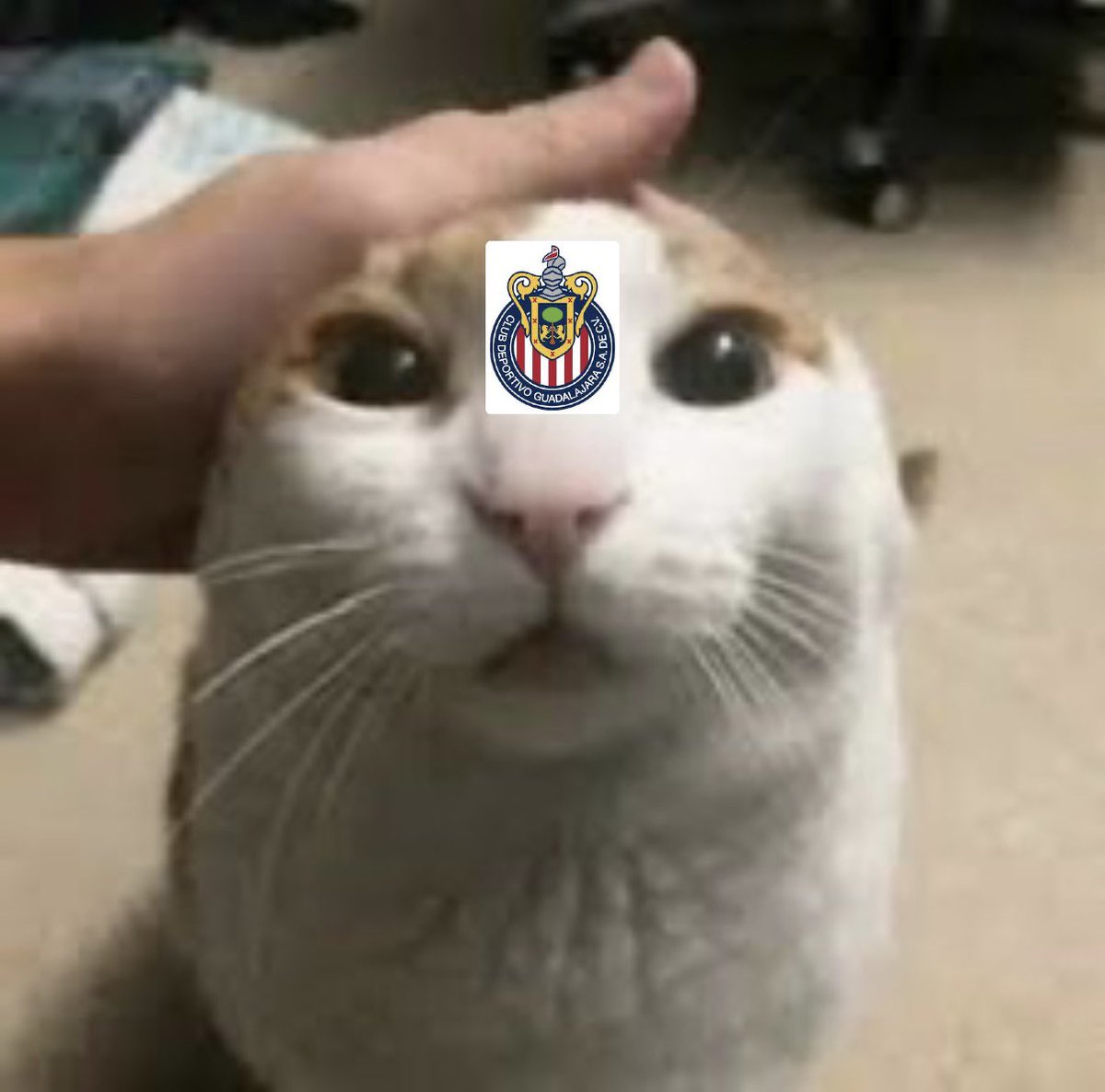 taco_decaca_'s tweet photo. Yo acariciando a mi Rebaño Sagrado antes de que me arruine esta maravillosa semana de futbol https://t.co/RZB4RuF9pk
