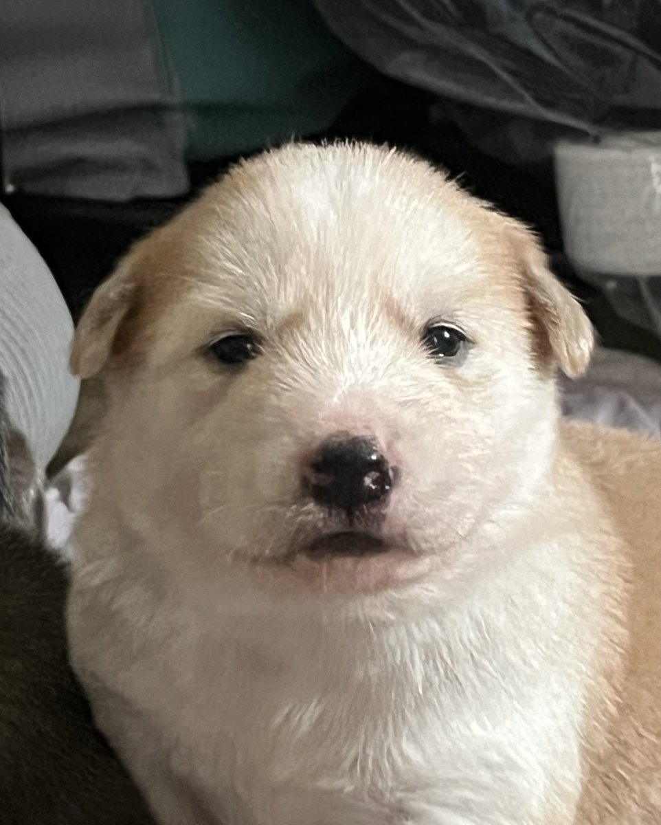 ⭐️럭키&일곱 꼬물이 가족찾아요⭐️ tweet media