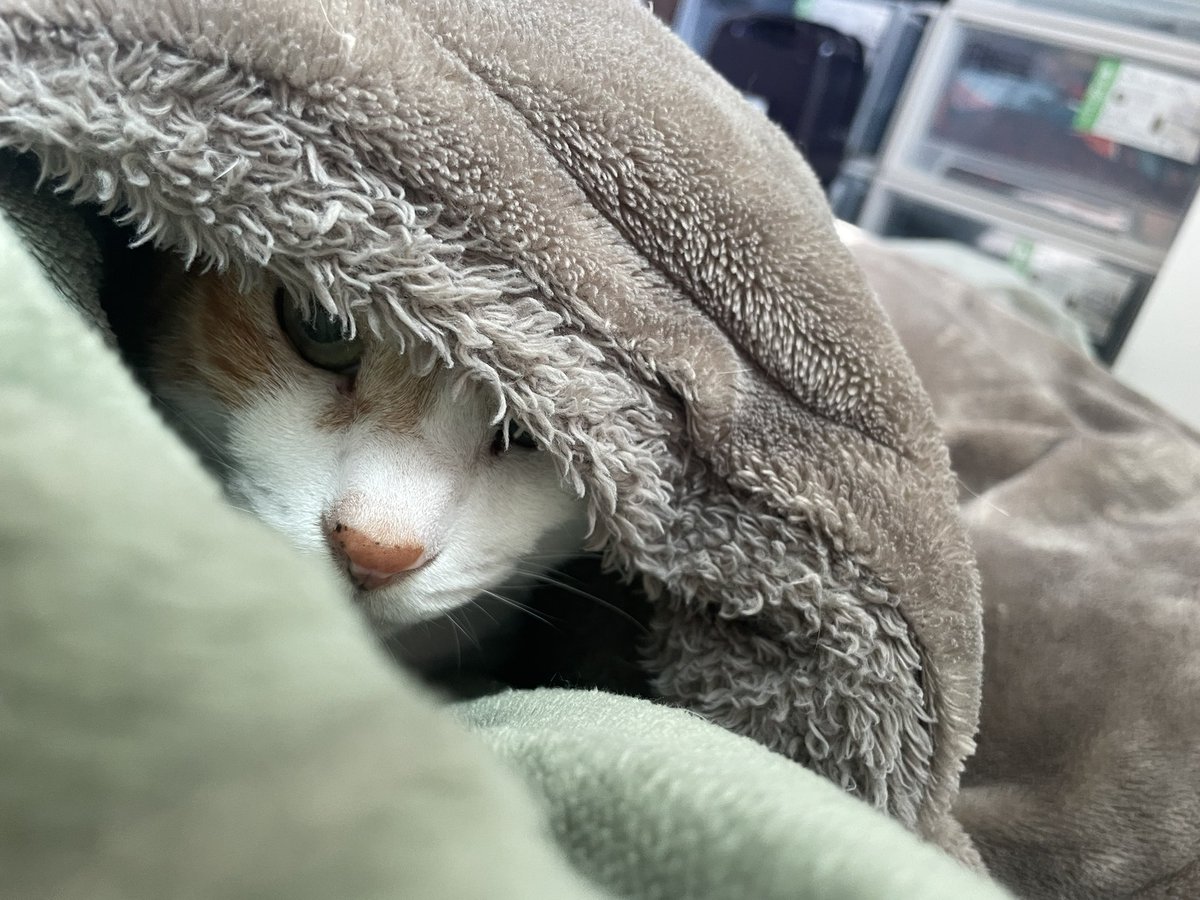 チャー坊 tweet media