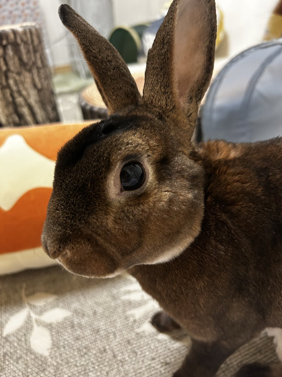 ミニレッキス　ふー tweet media