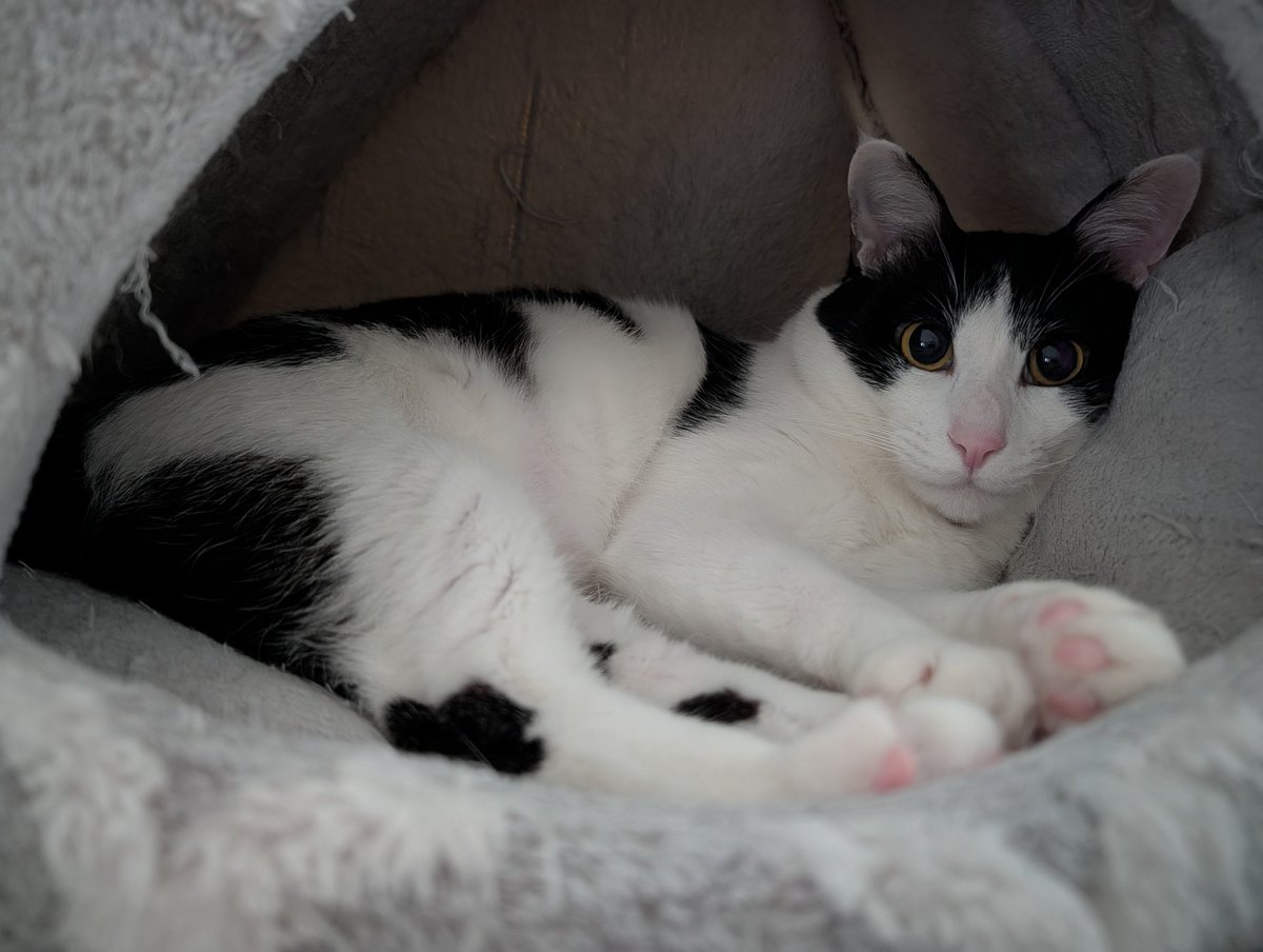 K Animal lover tweet media