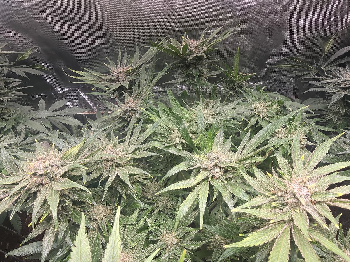 614Grower tweet media