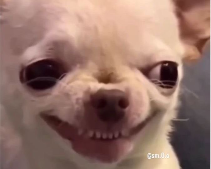 Orthodox 🐄🚀 tweet media