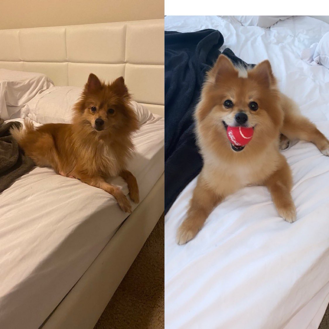 Breanna Morello tweet media