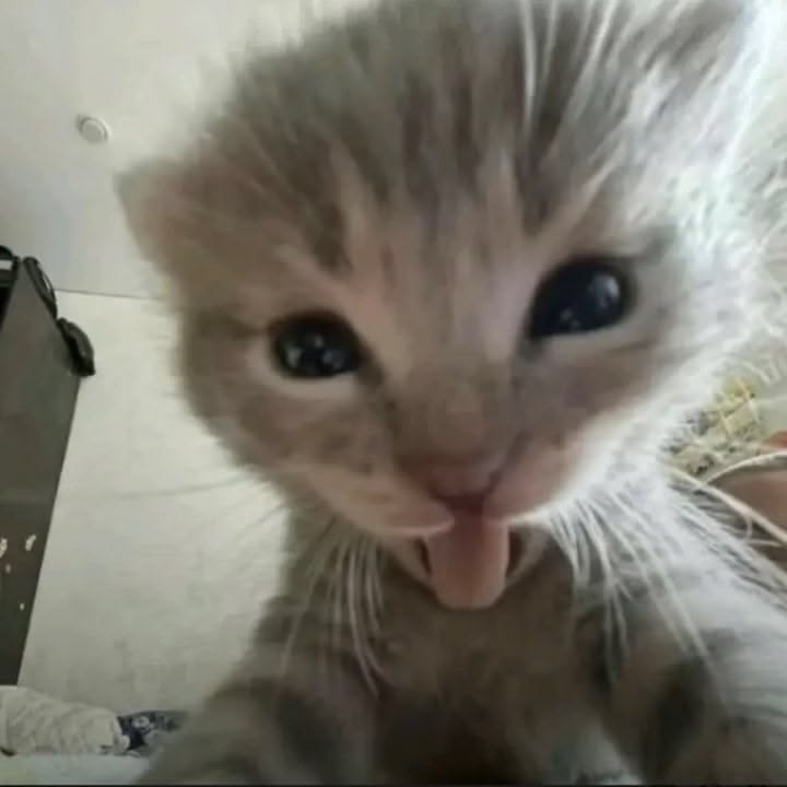 Sᴀᴋᴜ ᵖᵃⁿᶜʰⁱˢ ˡᵒᵛᵉʳ 🏳️‍🌈| #CoMPaS #Foxies (89🎂) tweet media