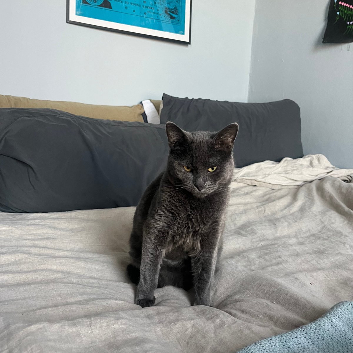 Tree House Humane Society tweet media