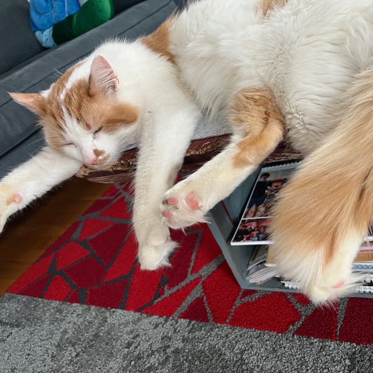 Tree House Humane Society tweet media