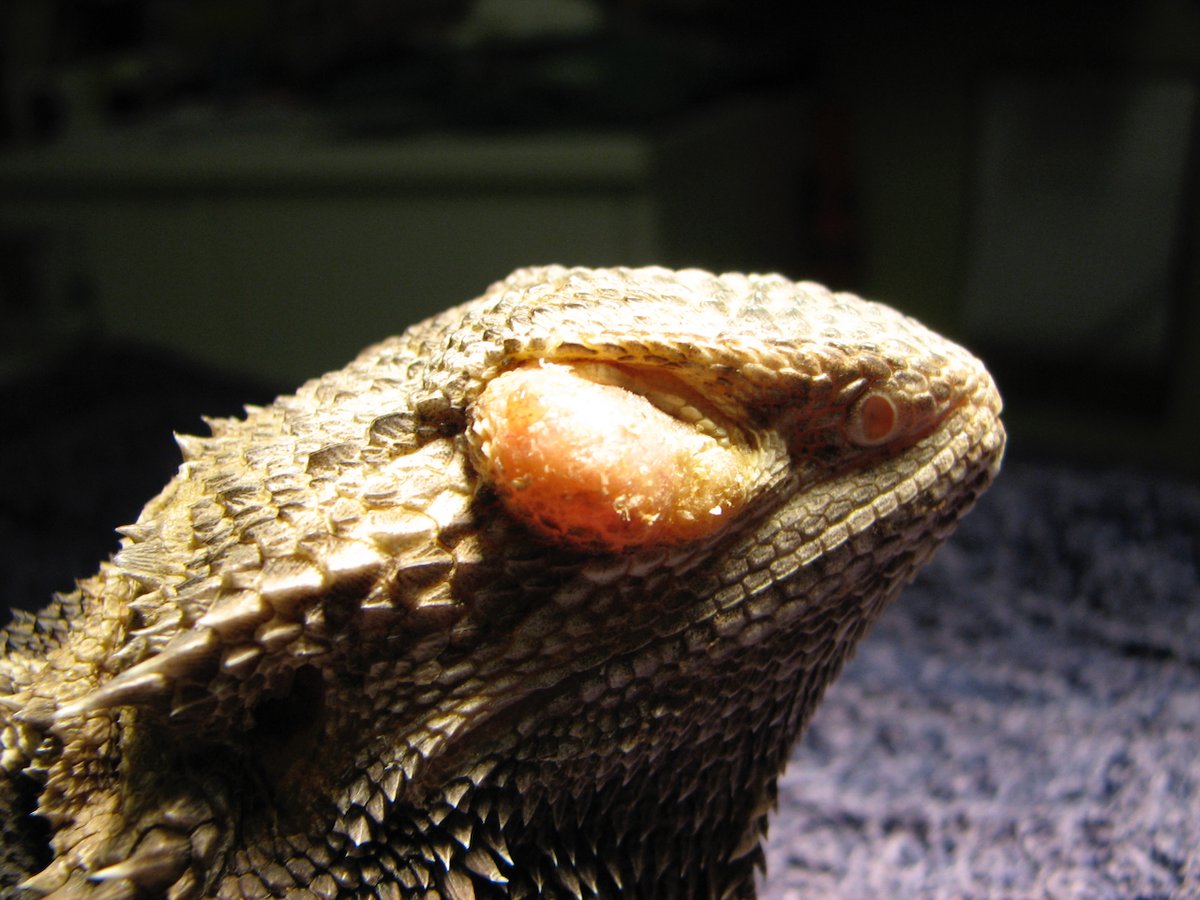 VetGurus tweet media