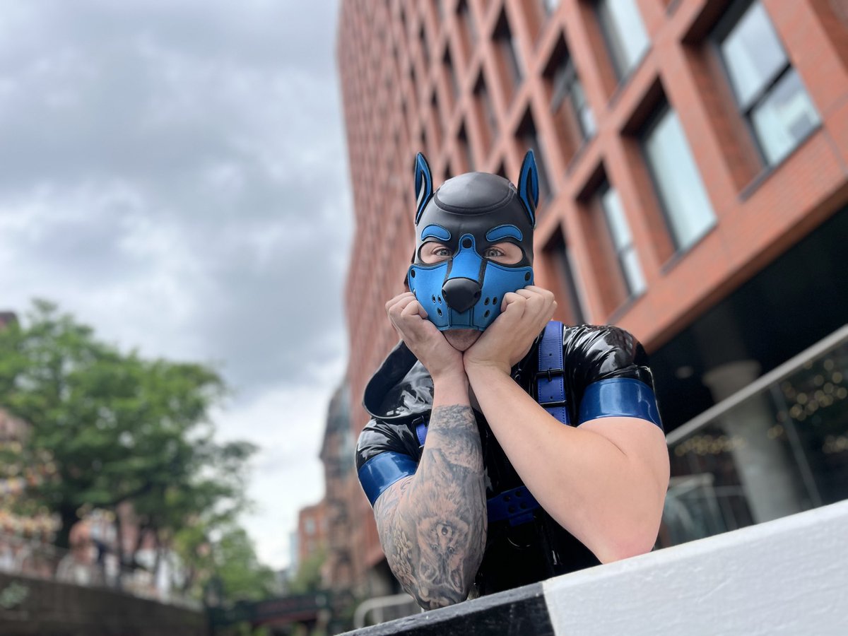 Ace Wolfy tweet media