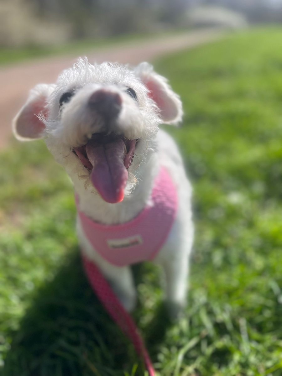 ally pally tweet media