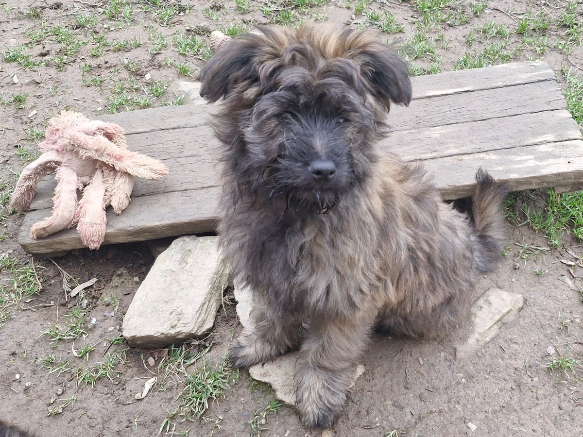 Archie the Pyrenean Sheepdog🌈 tweet media