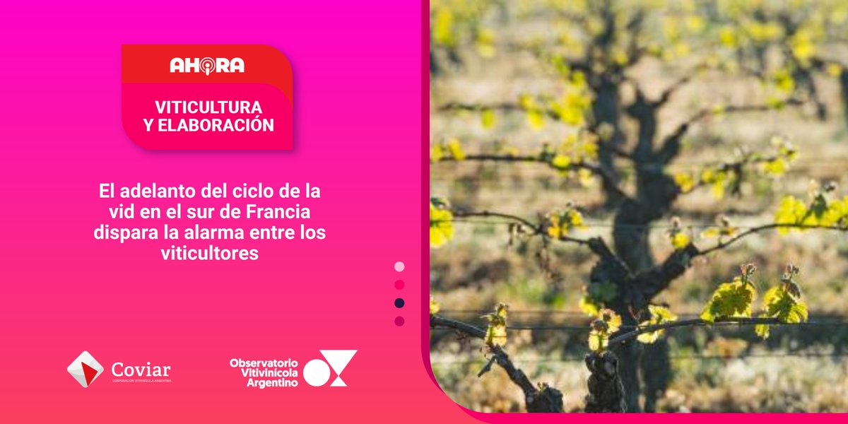 Observatorio Vitivinícola Argentino tweet media