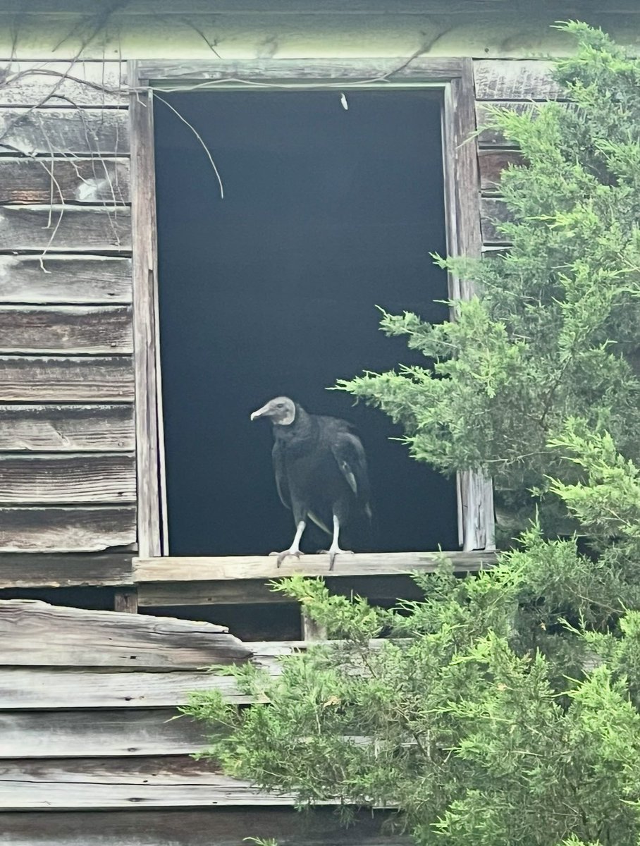 Louisa M Reid tweet media