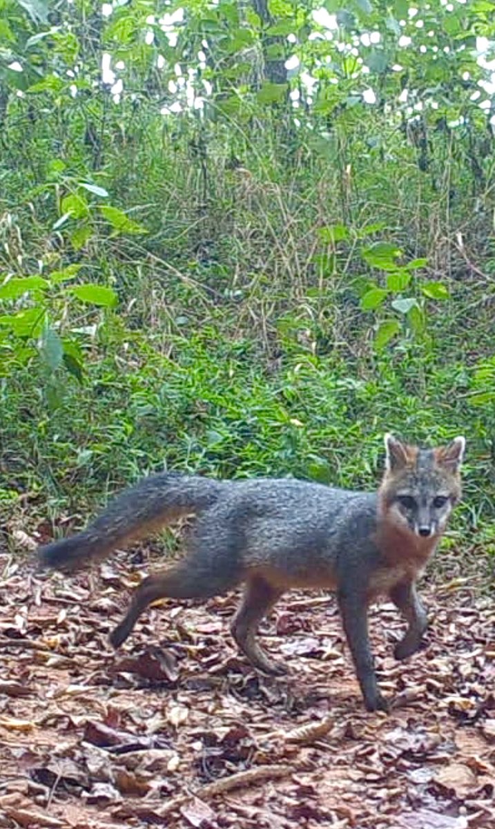 Louisa M Reid tweet media