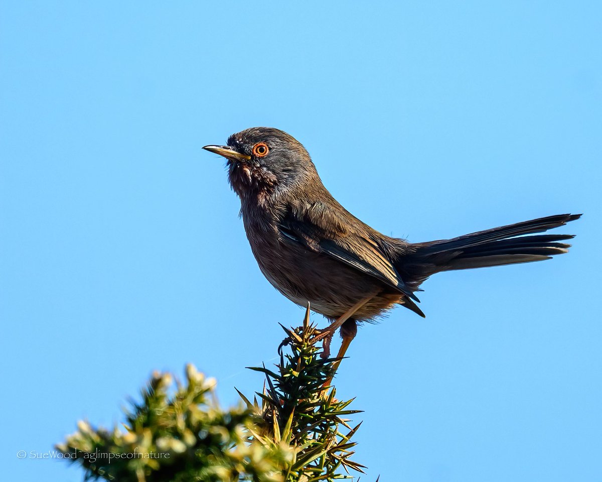 Sue Wood tweet media