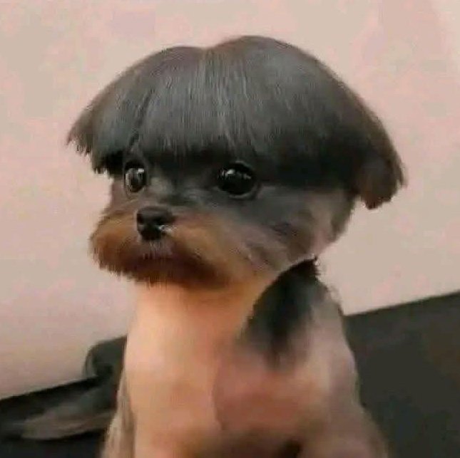 Dzintra - Author tweet media