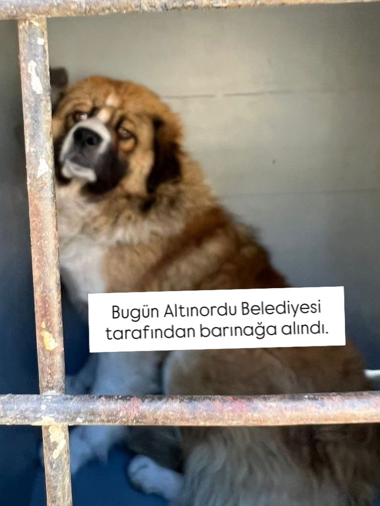 Zülal Kutluer tweet media