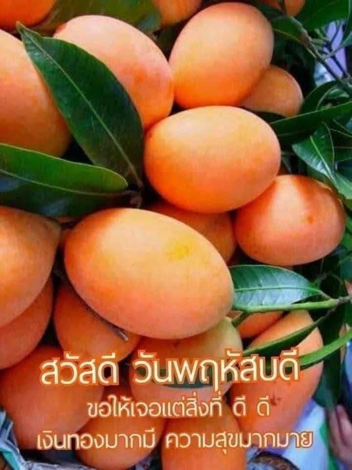 boybank1's tweet image. #Helloday #hellothursday #thursdaymorning  #Thursday #สวัสดีวันพฤหัสบดี #สวัสดีวันพฤหัสบดีแสนสุข #สวัสดีวันพฤหัสบดีที่สดใส #วันพฤหัสบดีสีส้ม