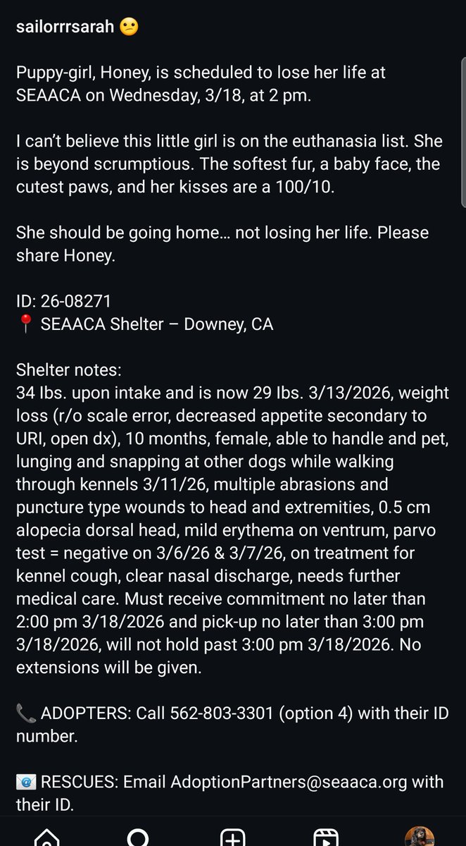 Foster a shelterpet at ZERO COST🐾 tweet media