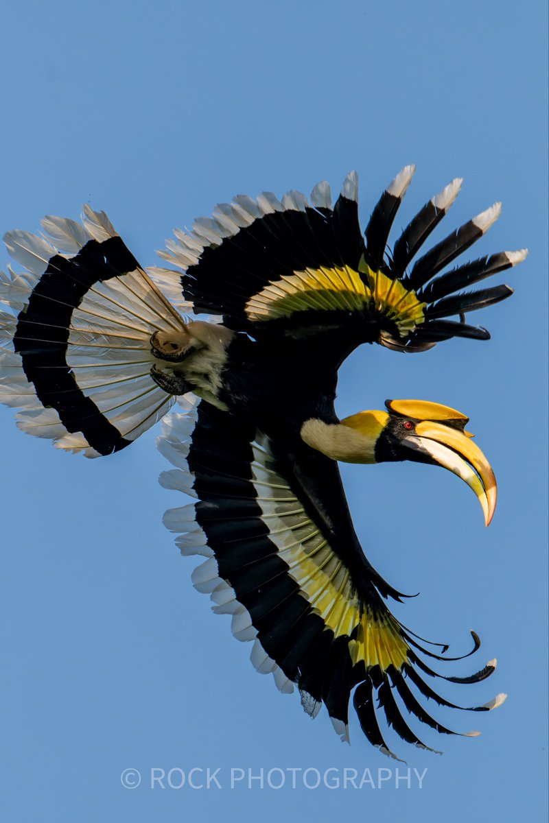 岩田芳文（野鳥写真家 × ロックエンジ社長） tweet media