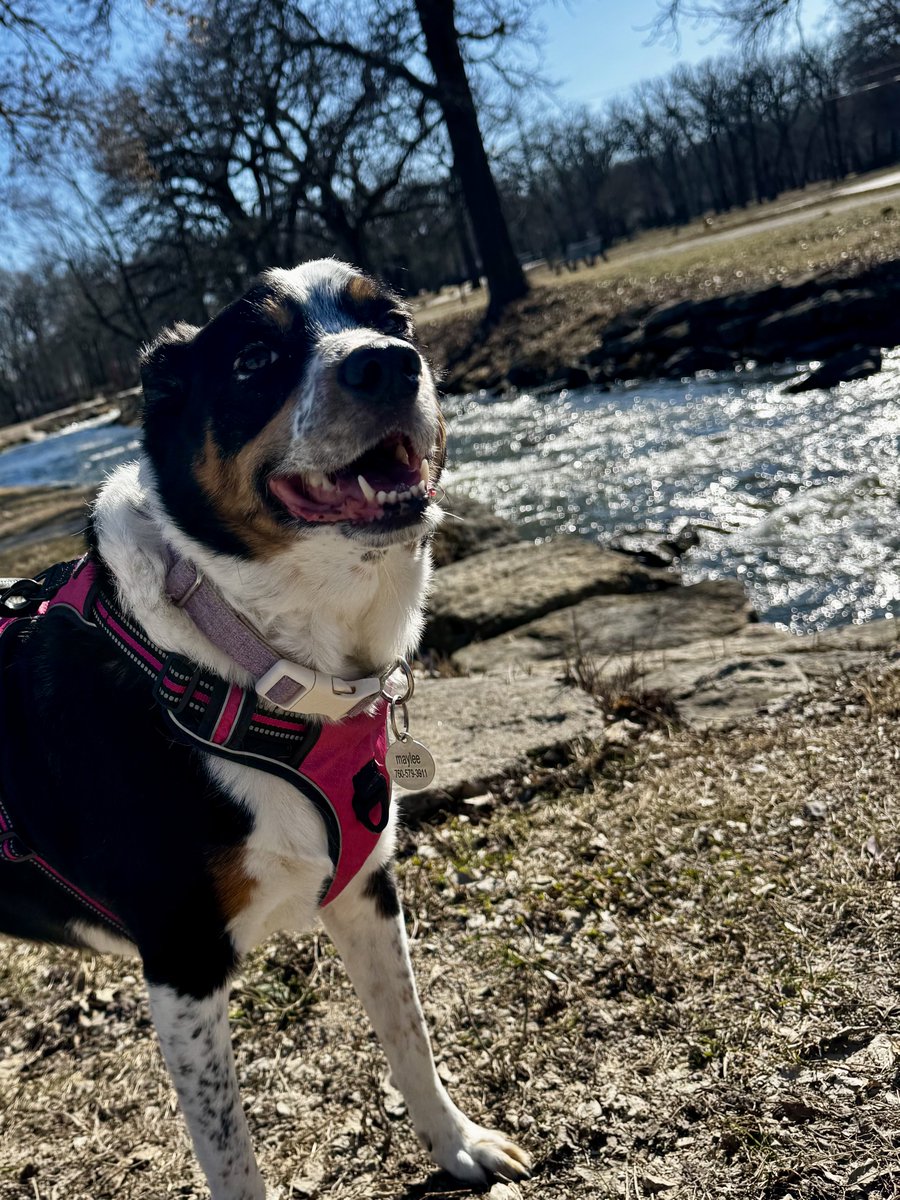 Maylee the Rescue Pup tweet media