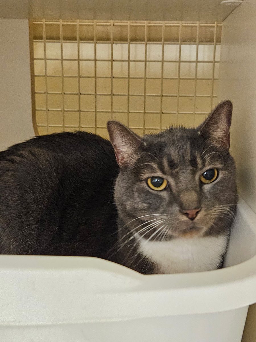 Cat Matchers tweet media