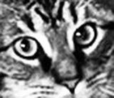 Mark For tweet media