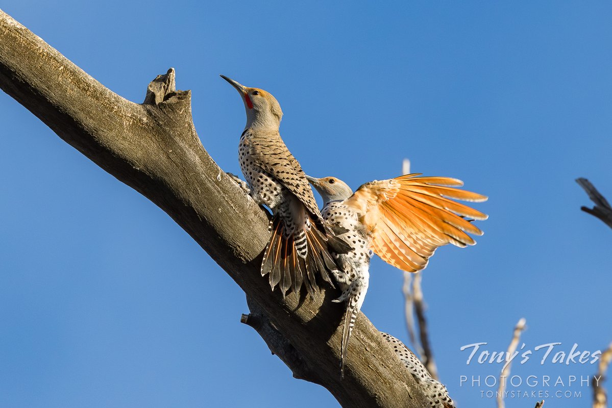 Tony's Takes tweet media