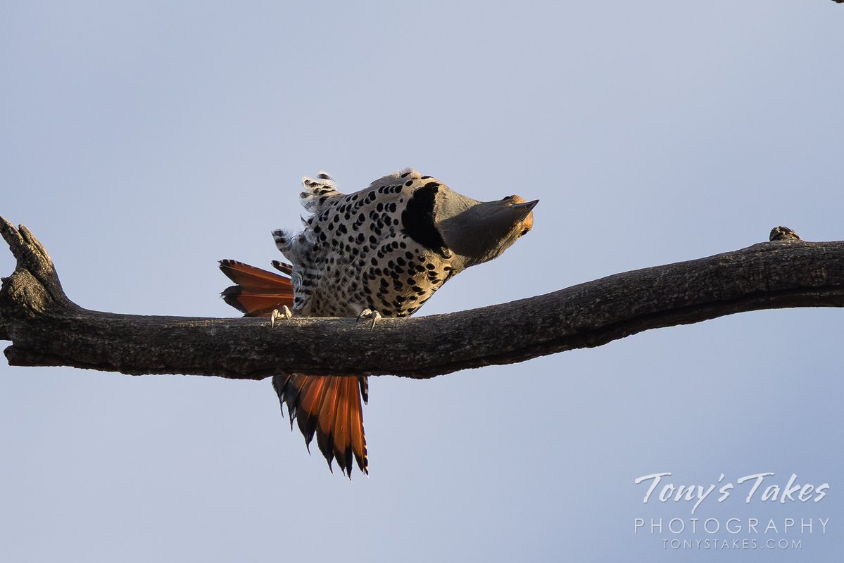 Tony's Takes tweet media