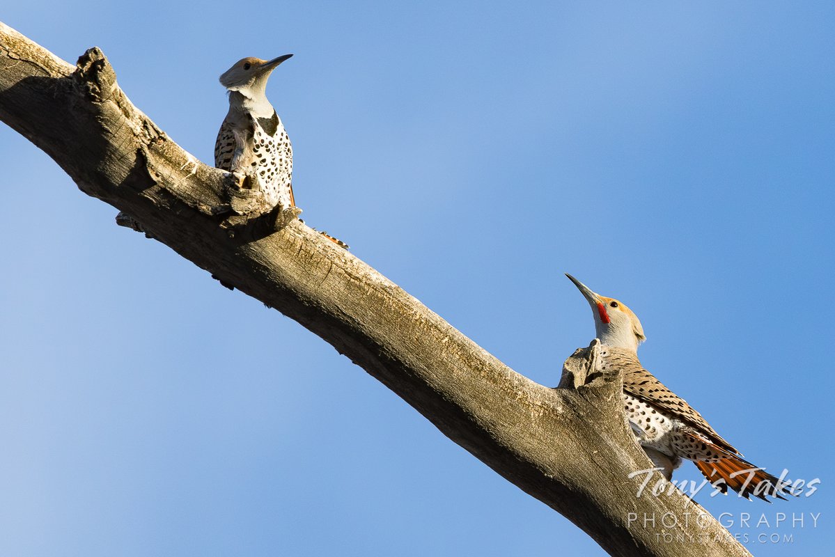 Tony's Takes tweet media