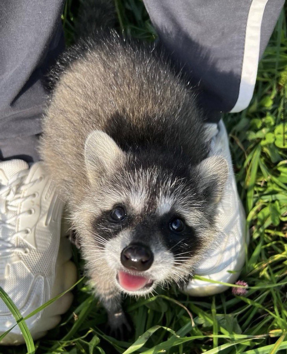 raccoon 🔻 tweet media