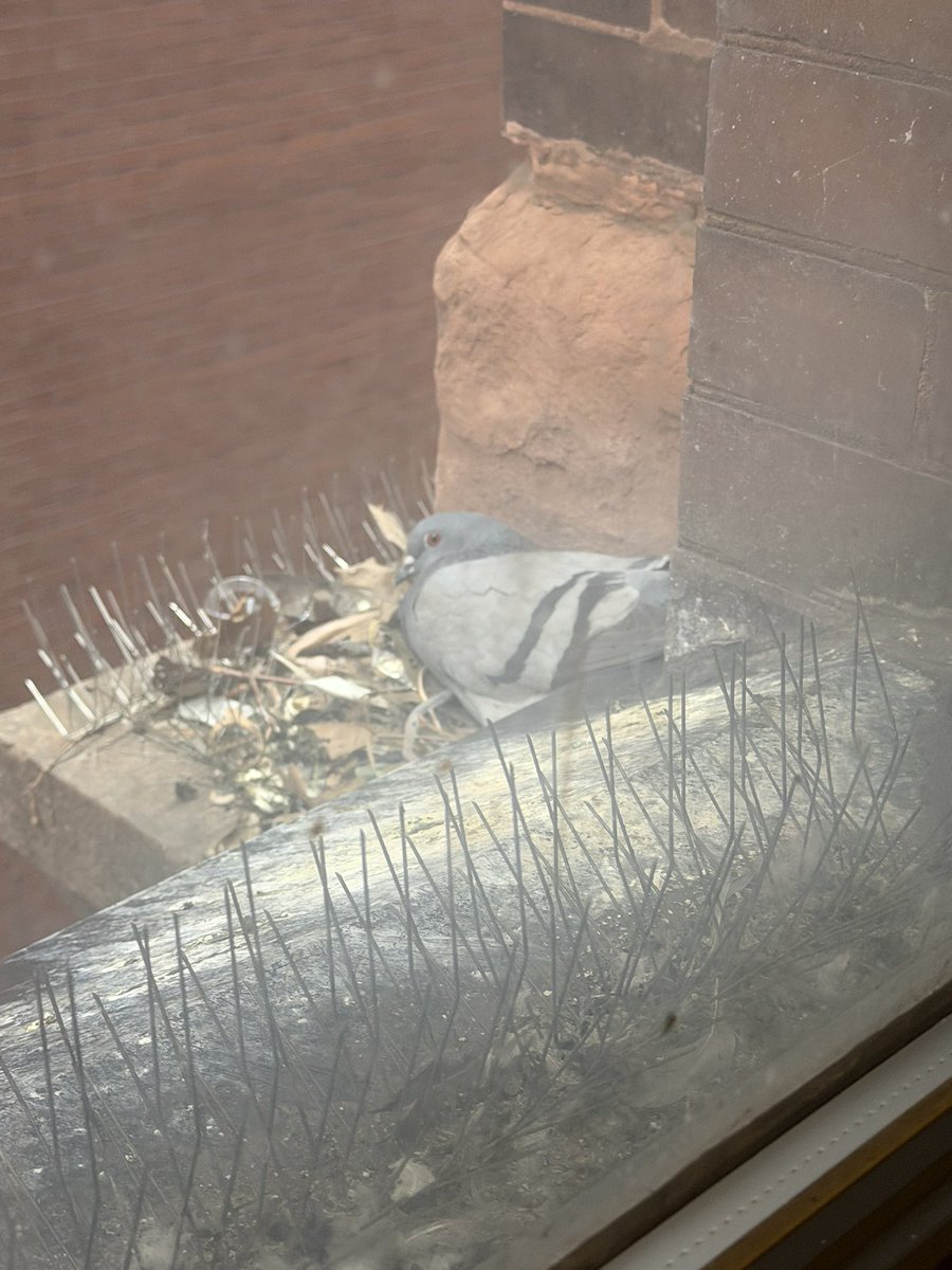 Tyler Thompson tweet media