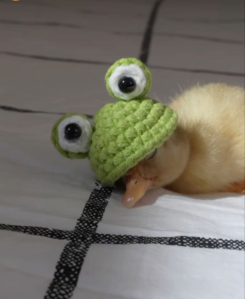 💖 (@twaniimals) on Twitter photo 