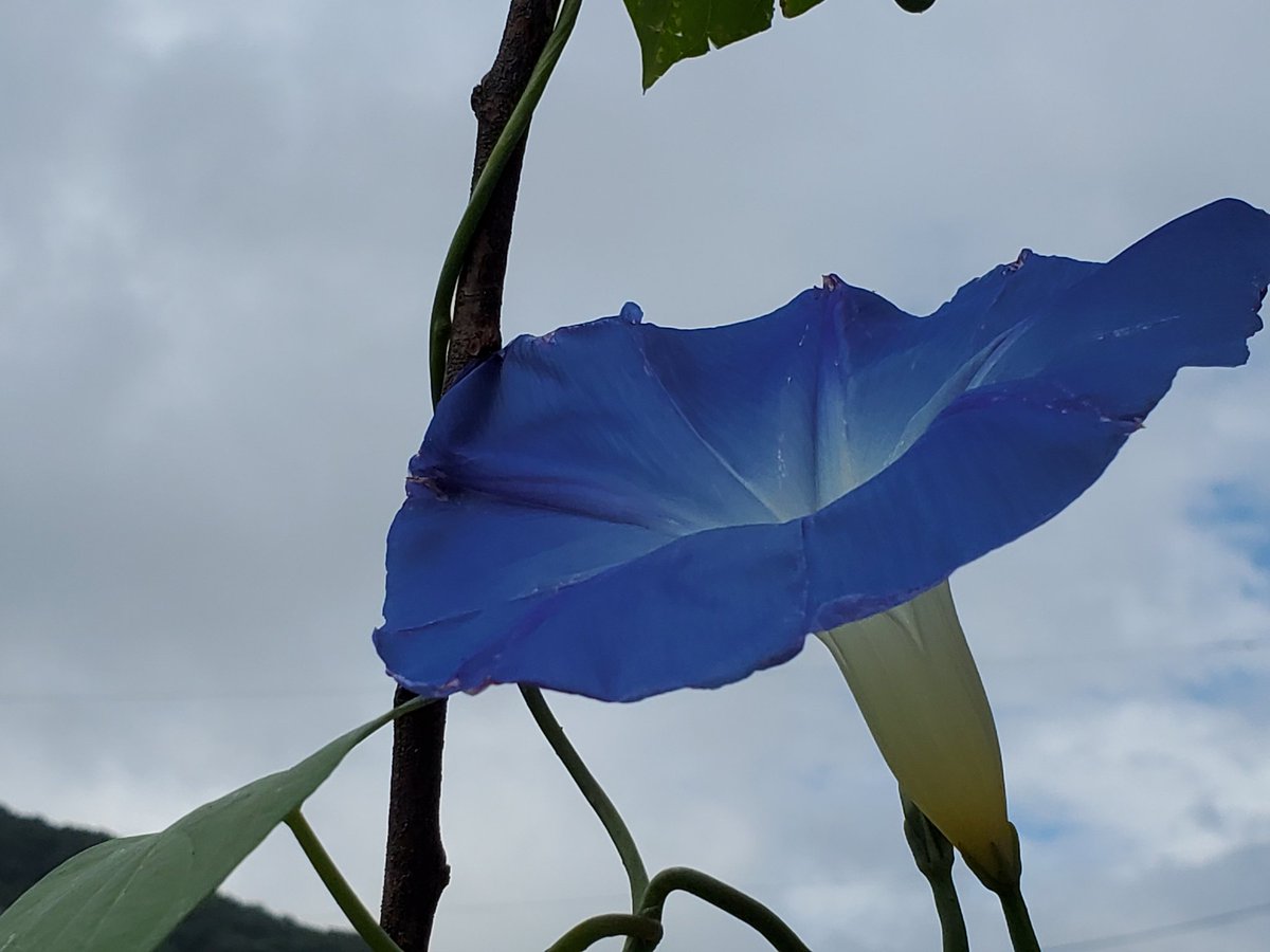 マーブル　全ての方にお返し出来てません、ご理解して下さい tweet media