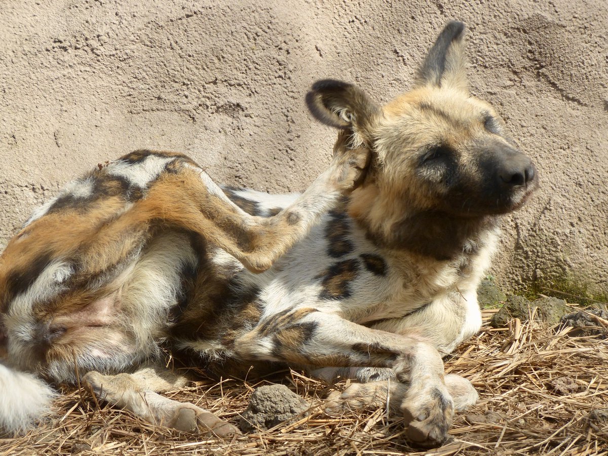 レムルゥ tweet media