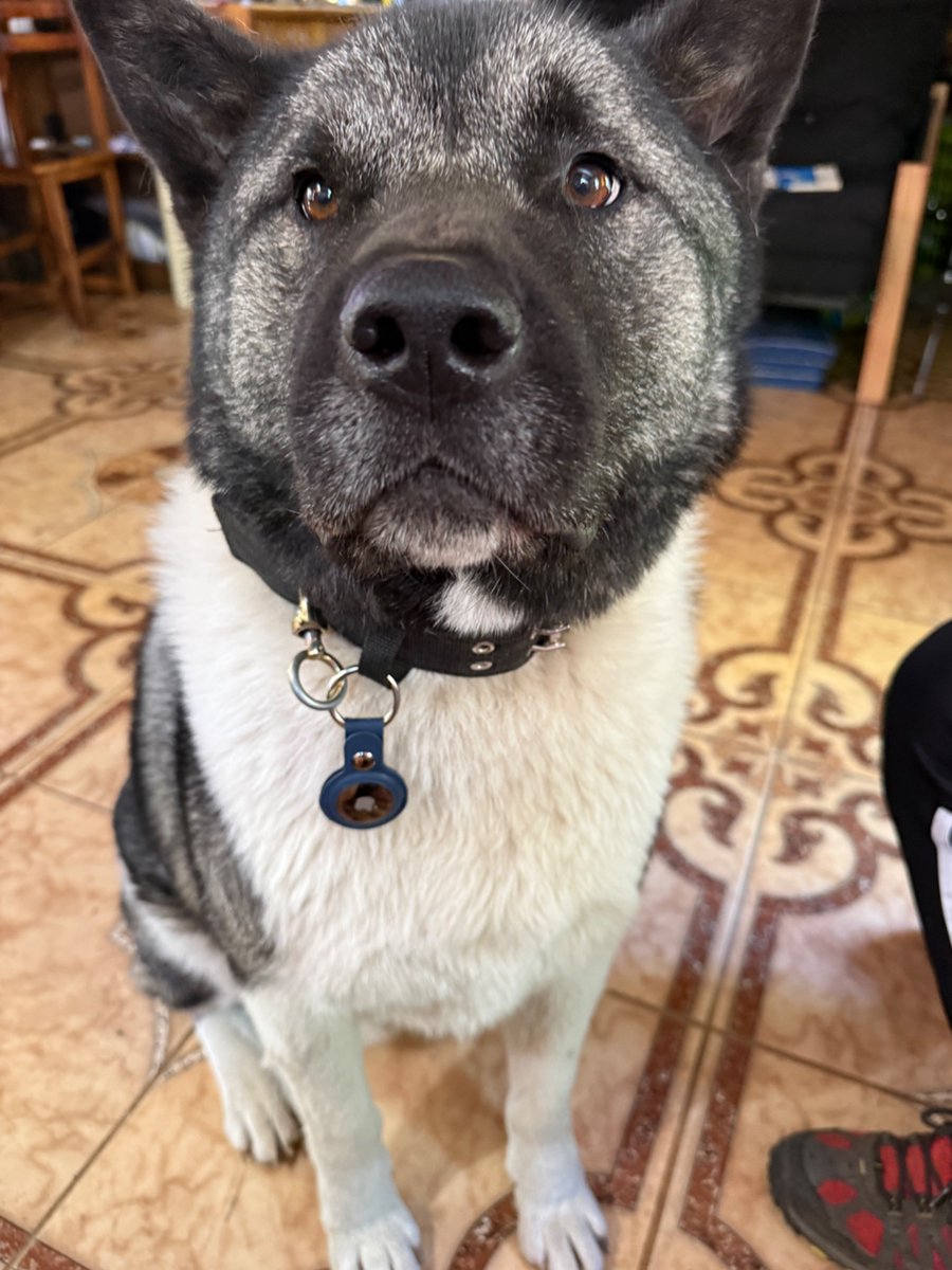cherrynana's tweet photo. @tododiacaes Nome: Zandor
Nomes não oficiais: Sandrino, Menino, Menino Lobo, Alexandor, Sandro https://t.co/gTyPRexklo