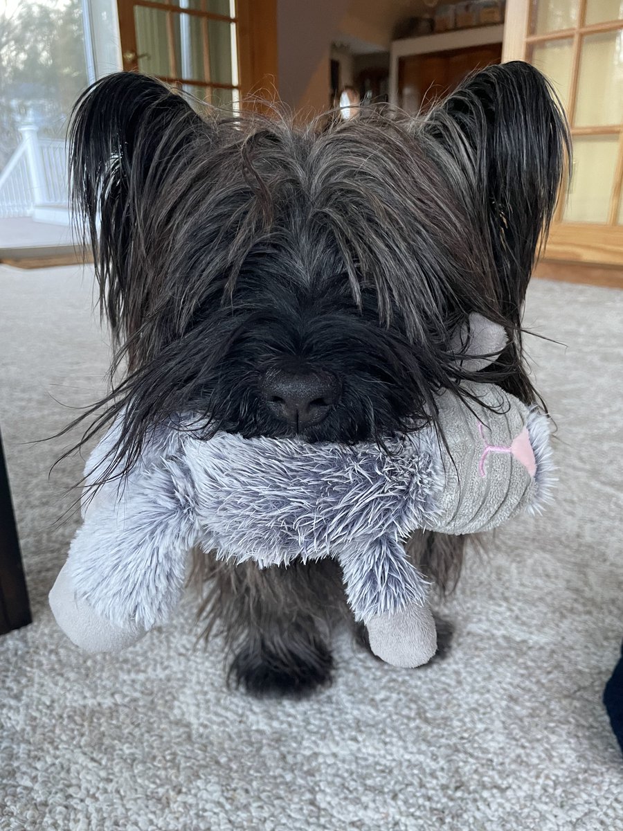 Welly the unstoppable bean machine tweet media