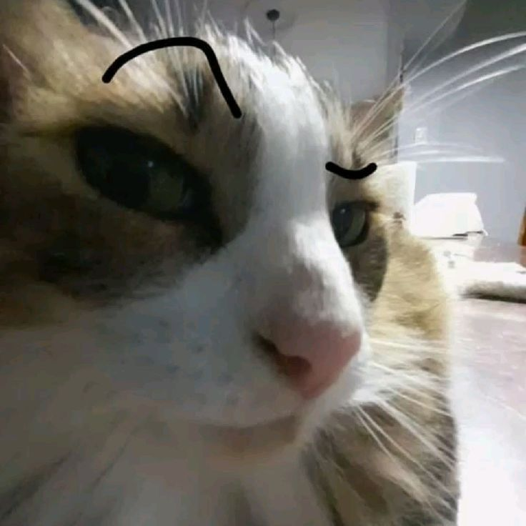 ✦ ƒєνєя вσу ✦ tweet media