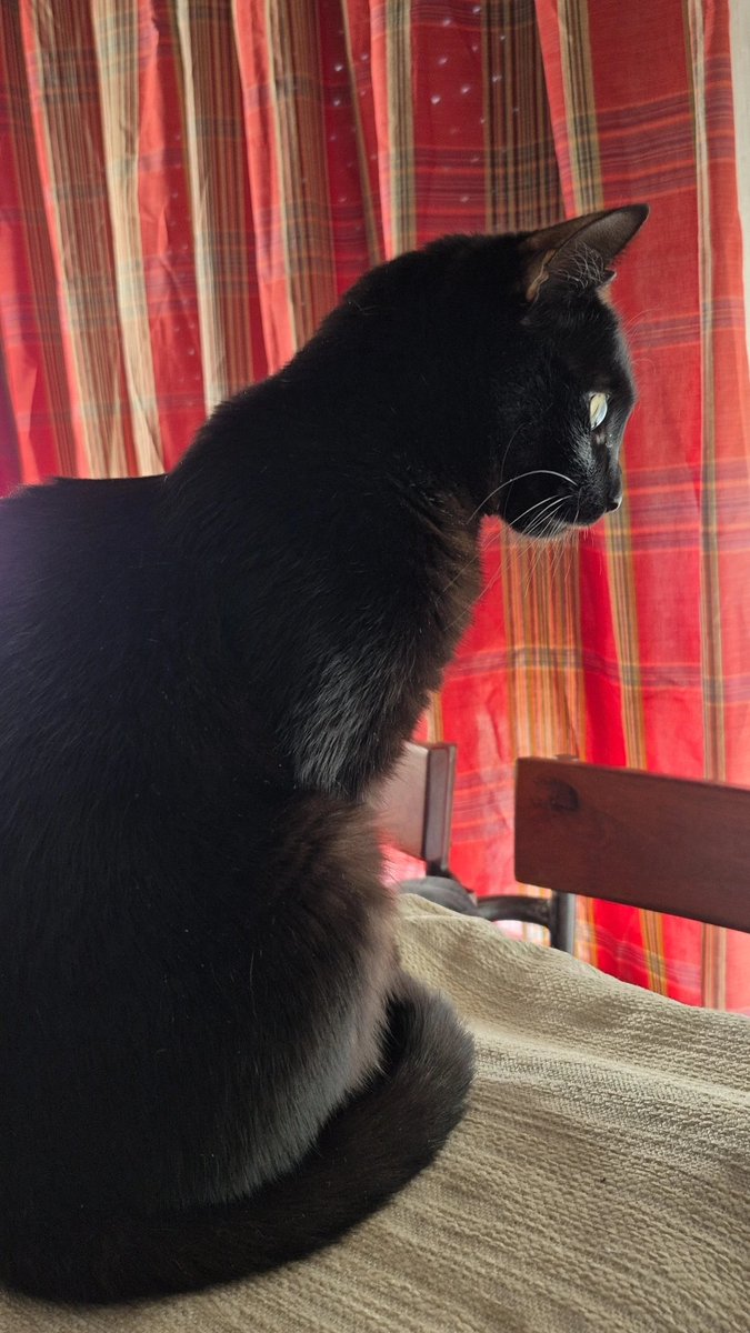 𝘓𝘪𝘥𝘪𝘢 🐈‍⬛ tweet media